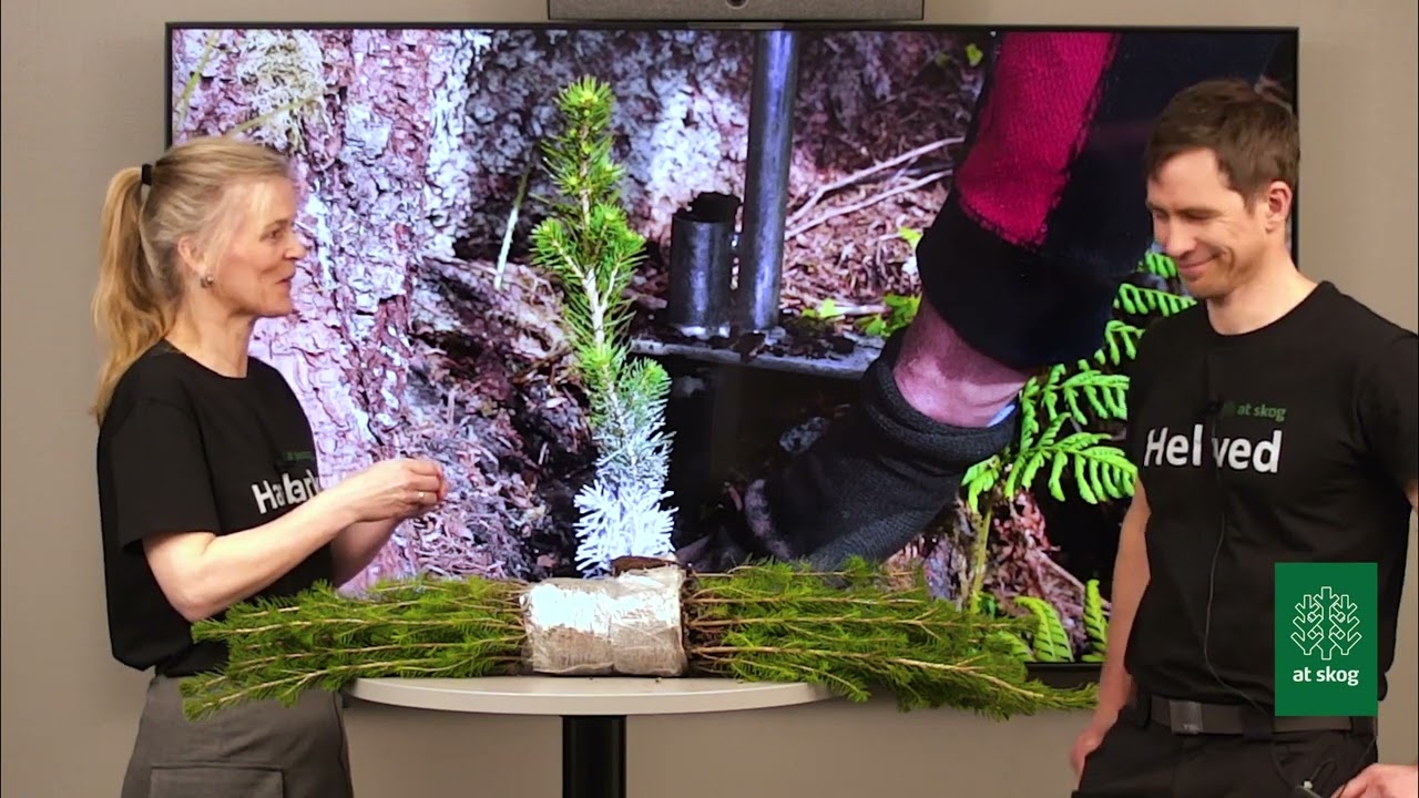 AT Studio: Plantetips med skogsjef Knut